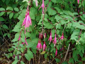 Hardy Fushia bloom in autumn