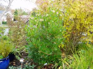 arbutus unedo - no protective cage