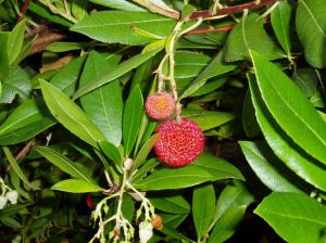 arbutus unedo berry in autumnstrawberry tree, garden Victoria BC