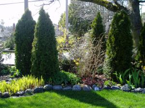Hardy Fushia in spring