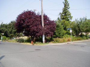 Haultain Common, Asquith at Haultain,  garden Victoria BC Pacific Northwest
