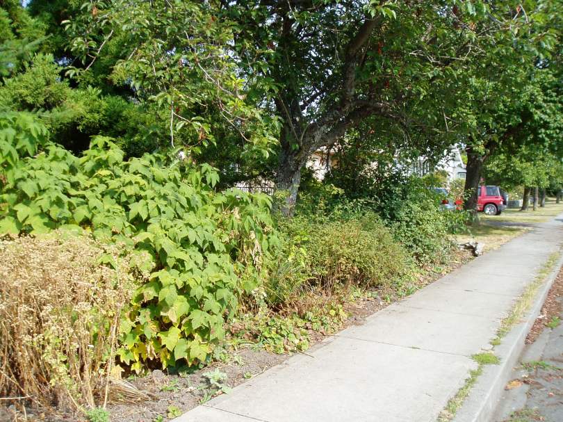 native plantings along Asquith sidewalk