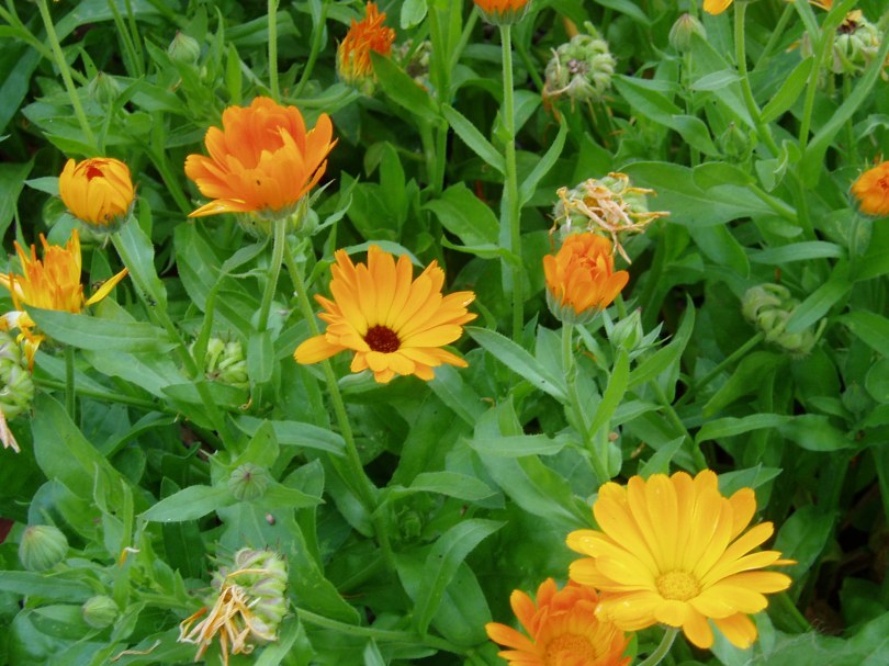Haultain Common calendula garden Victoria BC