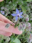 borage Haultain Common herb  garden Victoria BC Pacific Northwest