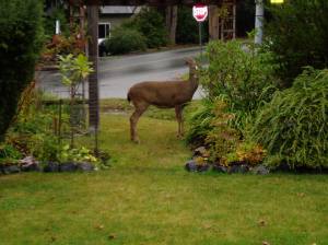 urban black tailed deer
