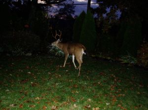 urban male black tailed deer