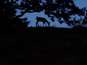 urban black tailed deer