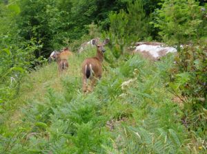 wild, black tailed deer 
