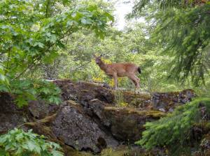 wild, black tailed deer