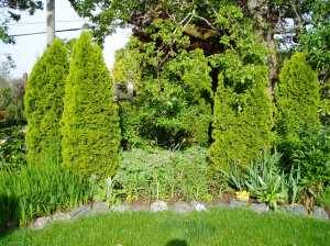 hardy fuchsia in May