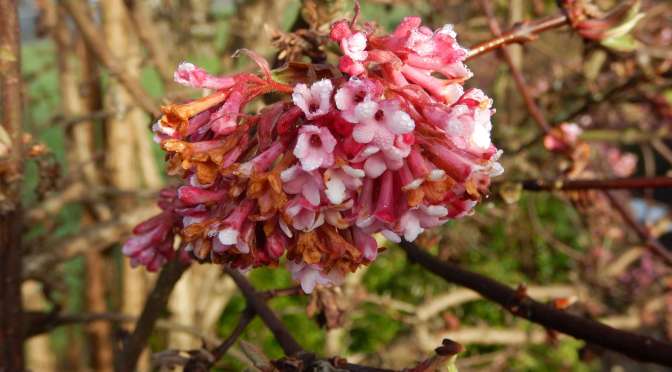 Winter Winner: Viburnum Pink Dawn