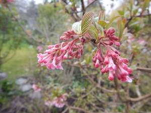 Viburnum bodnantense, Viburnum pink dawn, Viburnum spring dawn, garden Victoria BC Pacific Northwest