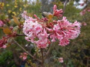 Viburnum bodnantense, Viburnum pink dawn, Viburnum spring dawn, garden Victoria BC Pacific Northwestiburnum pink dawn garden Victoria BC Pacific Northwest