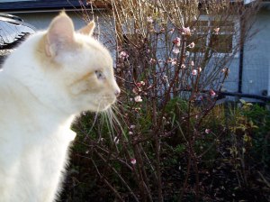 Viburnum Pink Dawn in December garden Victoria BC Pacific Northwest