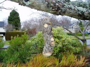 suet log bird feeder bird feeder