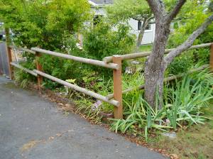 Forsythia (far left), Viburnum Pink Dawn (center) in sept Forsythia & Viburnum bodnantense in sept.