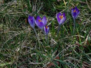 purple crocus spring crocus