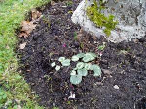 cyclamen coum - January cyclamen coum - January