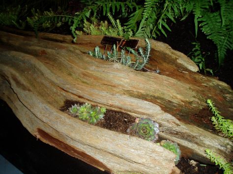NWFGS - driftwood crevices NWFGS - driftwood crevices