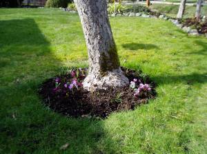 cyclamen coum - full bloom cyclamen coum - full bloom