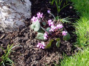 cyclamen coum - full bloom cyclamen coum - full bloom