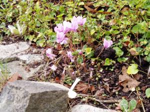 cyclamen hederifolium - September bloom only cyclamen hederifolium - September bloom only