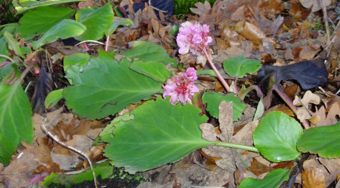 Flower Count – day 2 – bergenia