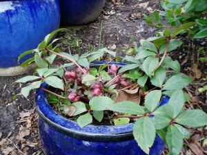 Hellebore - February promise