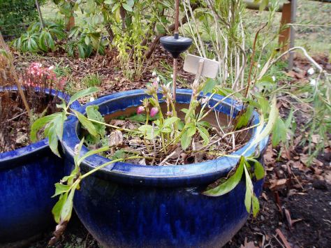 Hellebore Pink Frost - early February buds & old growth