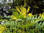 mahonia bloom garden Victoria BC