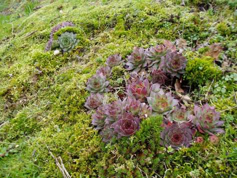 winter Hens & Chicks