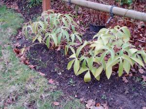 Helebore - Blackthorn strain - evergreen in February border