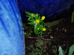 eranthis - winter aconite - between pots