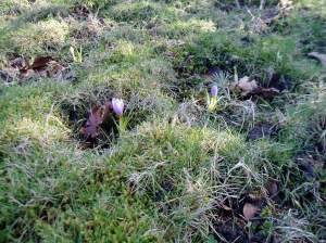 crocus sharing space with moss & grass