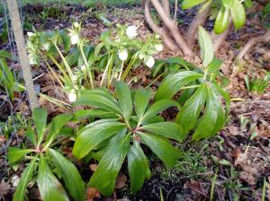Hellebore - creamy buds in February