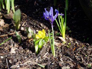 dwarf iris & winter aconite