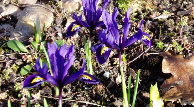 iris reticulata reticulated iris, dwarf iris garden Victoria BC Pacific Northwest