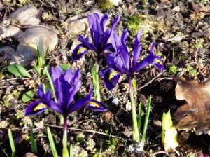 iris reticulata iris reticulata