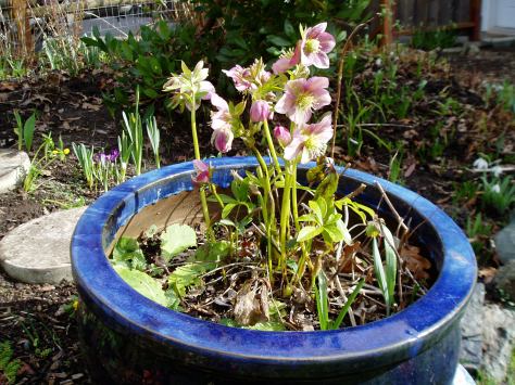 Hellebore Pink Frost - late February flowers after pruning