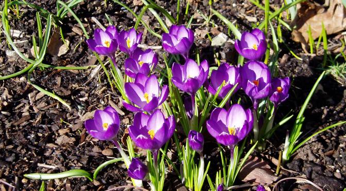 Flower Count – day 5 – crocus