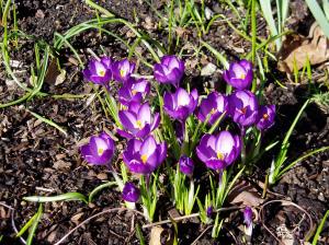 crocus cluster gardem Victoria BC Pacific Northwest