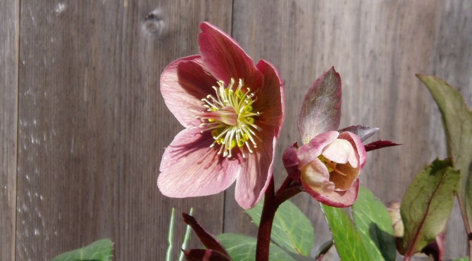 Flower Count – day 7 – hellebore