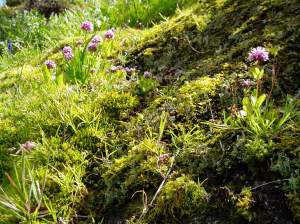 sea blush 1 sea blush 1