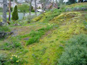 grape hyacinth on hillside grape hyacinth on hillside
