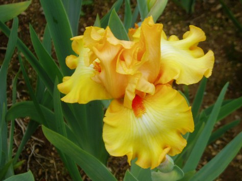 iris - crackling Caldera