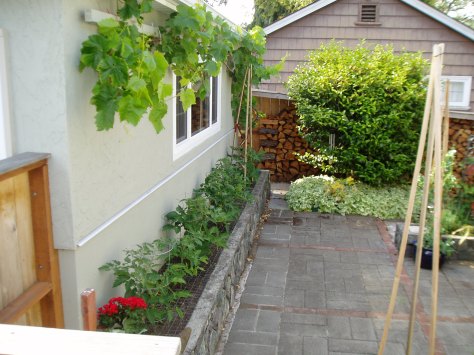 tomato bed spring 2007