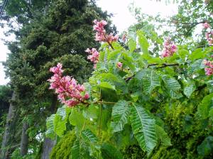 chestnut bloom chestnut bloom