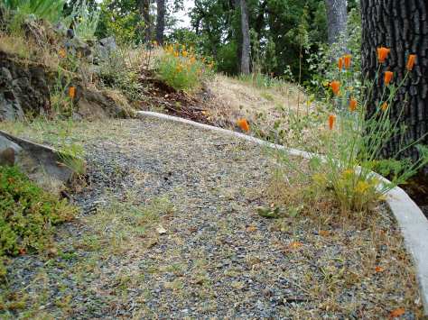 California Poppy in gravel path California Poppy in gravel path, garden Victoria BC