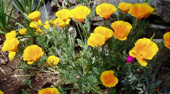California Poppy