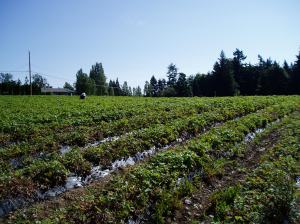 strawberry field strawberry field